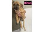 Adopt Diana a Tan/Yellow/Fawn Boxer dog in Grand Rapids, MI (41398984)
