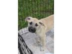 Adopt Dakota a Tan/Yellow/Fawn Boxer dog in Grand Rapids, MI (41398983)