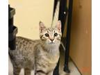 Adopt Roxie a Domestic Shorthair / Mixed (short coat) cat in Ft.