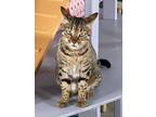 Adopt Cleopatra a Brown or Chocolate Bengal / Domestic Shorthair / Mixed cat in