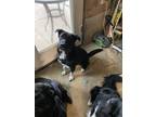 Adopt Roo a Black - with White Border Collie / Mixed dog in Cottage Grove