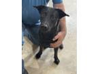 Adopt Lilly a Black Labrador Retriever / Mixed dog in Cottage Grove