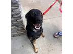 Adopt Hoid a Black Mixed Breed (Large) / Mixed dog in Boone, NC (41401112)