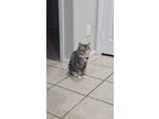 Adopt Punkin a Calico or Dilute Calico Calico / Mixed (medium coat) cat in Las