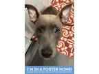 Adopt Cercee a Gray/Blue/Silver/Salt & Pepper Mixed Breed (Large) / Mixed dog in