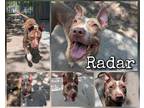 Adopt Radar a Brown/Chocolate American Pit Bull Terrier / Mixed Breed (Medium) /