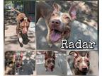Adopt Radar a Brown/Chocolate American Pit Bull Terrier / Mixed dog in