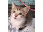Adopt Pierre a Brown or Chocolate Domestic Shorthair / Domestic Shorthair /