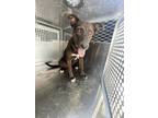 Adopt 55872564 a Black German Shepherd Dog / Mixed dog in Mesquite