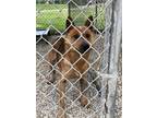 Adopt Cooper a Cattle Dog dog in Georgetown, OH (41401719)