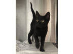 Adopt Mr. Clean a All Black Domestic Shorthair / Domestic Shorthair / Mixed cat