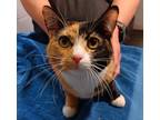 Adopt Perdita a All Black Domestic Shorthair / Domestic Shorthair / Mixed cat in