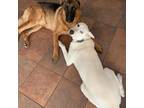 Adopt Rey a White Husky / German Shepherd Dog / Mixed dog in Westminster