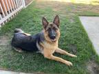 Adopt Chloe a Brown/Chocolate - with Black German Shepherd Dog / Mixed dog in