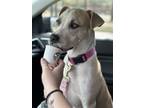 Adopt Sandy a Tan/Yellow/Fawn - with White Staffordshire Bull Terrier /