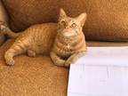 Adopt Thor a Orange or Red Tabby Domestic Shorthair / Mixed (short coat) cat in