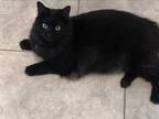 Adopt Loki a Black (Mostly) Domestic Longhair / Mixed (long coat) cat in Las