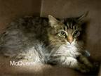 Adopt McQueen *working Cat* a Domestic Mediumhair / Mixed (medium coat) cat in