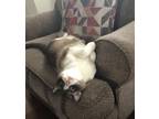 Adopt Luna a Black & White or Tuxedo Snowshoe / Mixed (medium coat) cat in