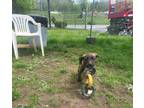 Adopt Rum a Brindle - with White Boxer / American Pit Bull Terrier / Mixed dog