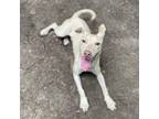 Adopt Icee a Tan/Yellow/Fawn Greyhound / Mixed Breed (Medium) / Mixed (short