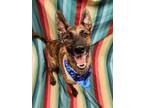 Adopt Dingo a Brown/Chocolate Shepherd (Unknown Type) / Mixed dog in Lafayette