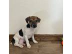 Parson Russell Terrier Puppy for sale in Arlington, MN, USA