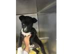 Adopt Hulk a Black Collie / Mixed dog in Madera, CA (41401449)