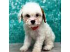 Stitch the Havanese