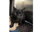 Adopt Marjorie a All Black Domestic Shorthair / Mixed Breed (Medium) / Mixed