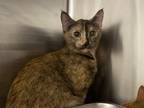 Adopt Ahsoka a Orange or Red Domestic Shorthair / Domestic Shorthair / Mixed cat