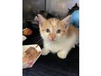 Adopt Swivel a White Domestic Shorthair / Domestic Shorthair / Mixed cat in