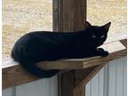 Adopt Oprah Whisker a All Black Domestic Shorthair / Domestic Shorthair / Mixed