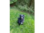 Adopt Mackenzie (Mac) a Black - with White Border Collie / Mixed dog in Berwyn
