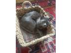Adopt Margarita a Gray or Blue Domestic Shorthair / Mixed (short coat) cat in
