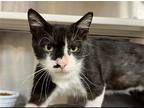 Adopt BOROMIR a Black & White or Tuxedo Domestic Mediumhair / Mixed (medium