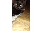 Adopt Tipsy a All Black Domestic Mediumhair / Mixed (medium coat) cat in League