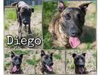 Adopt Diego a Brindle German Shepherd Dog / Mixed Breed (Medium) / Mixed (short