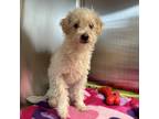 Adopt Biggie Smalls a White Mixed Breed (Small) / Mixed dog in Carrollton