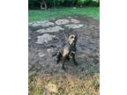 Adopt Early a Brindle Cane Corso / Mastiff / Mixed dog in Cedar Park