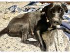 Adopt Jayla a Black - with White Australian Kelpie / Labrador Retriever / Mixed