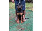Adopt Nuri a Black Rottweiler / Mixed dog in Kennesaw, GA (41401368)