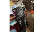 Adopt Ace a Black Labrador Retriever / American Cocker Spaniel / Mixed dog in