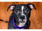 Adopt Brigitte Bardot a White American Pit Bull Terrier dog in Wheaton