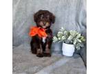 Aussiedoodle Puppy for sale in Lancaster, CA, USA