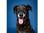 Adopt Sonja (Foster-to-Adopt) a Black - with White Mixed Breed (Medium) / Mixed