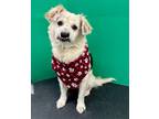 Adopt Barry a White Collie / Mixed Breed (Medium) / Mixed (short coat) dog in
