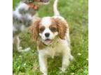 Cavalier King Charles Spaniel Puppy for sale in Durham, NC, USA