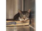 Adopt Matilda a Brown Tabby Domestic Shorthair / Mixed Breed (Medium) / Mixed