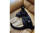 Adopt Fortune a All Black Domestic Shorthair / Mixed Breed (Medium) / Mixed